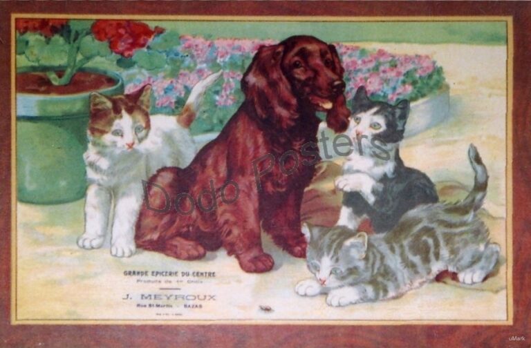 Dogs & Kittens