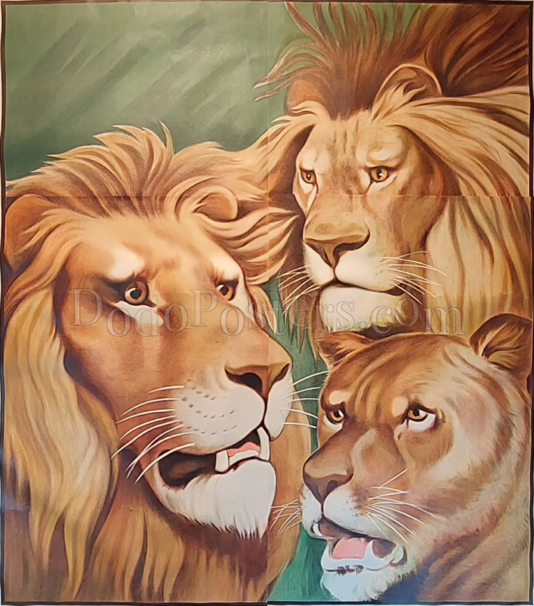 Lions - stock poster